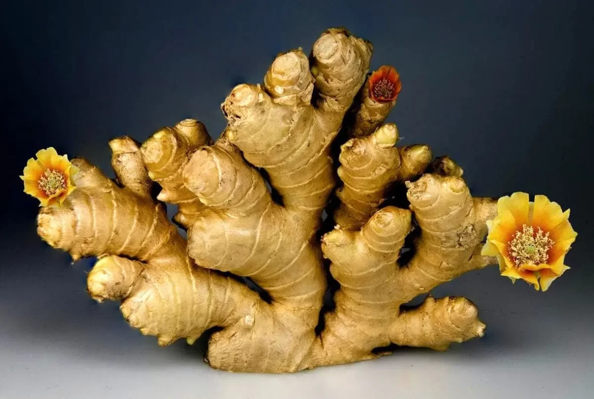 photo of ginger root on a table